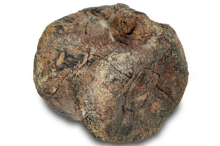 Hadrosaur (Edmontosaurus) Caudal Vertebra Centrum - South Dakota #316922